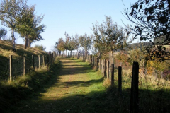 20_Spaziergang-in-der-Streuobstwiese